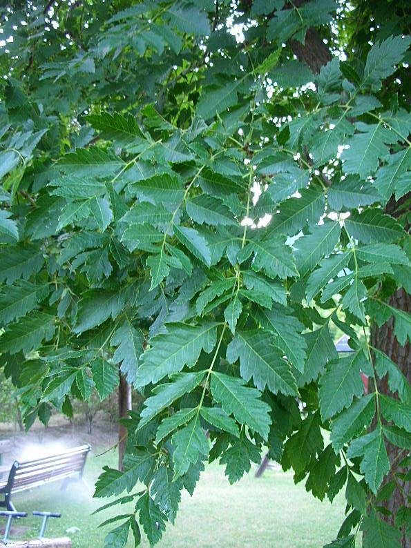 Koelreuteria paniculata (pianta coltivata)